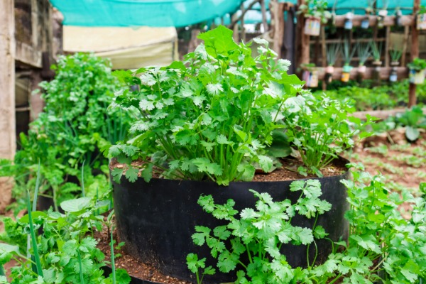 coriander
